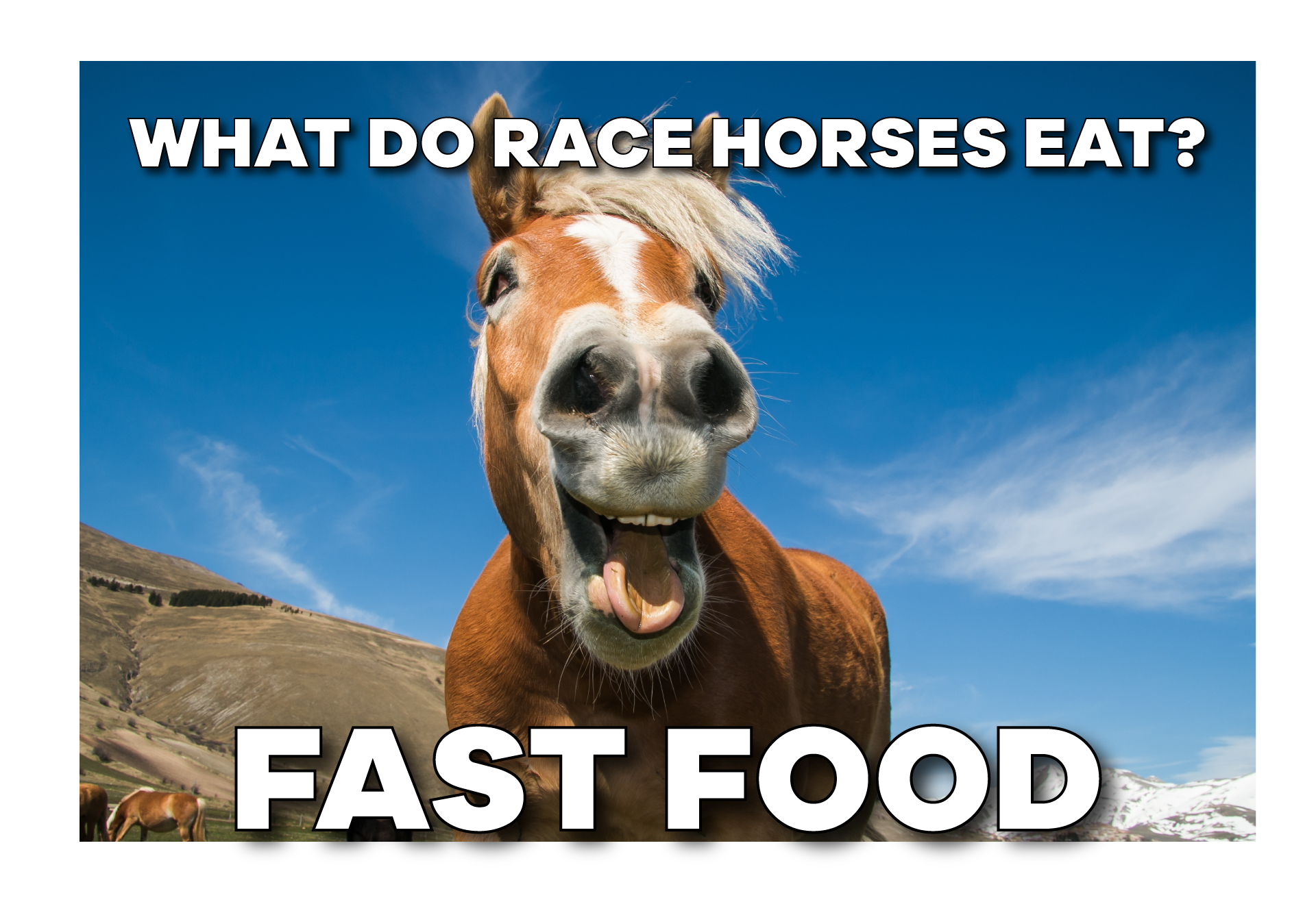15 Hilarious Horse Memes That Will Make You Laugh All Day With Images