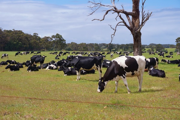 The Story of Australia's First Dairy Cows - Entegra Signature Structures