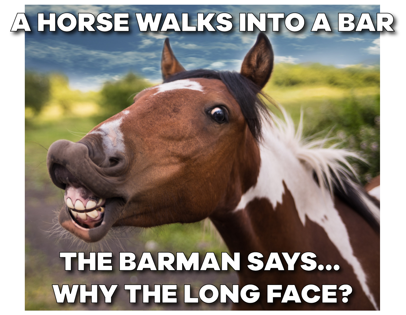 14 Funny Horse Memes That Will Make You Smile Funny Horse Memes - www ...